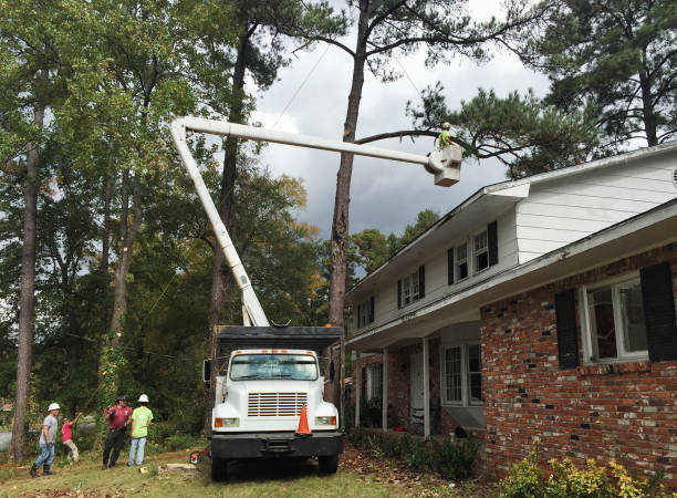 Professional Tree Care in Alma, GA