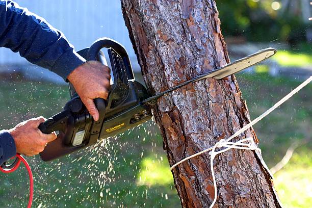 Best Hedge Trimming  in Alma, GA