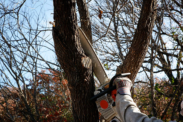 Best Aeration Services  in Alma, GA