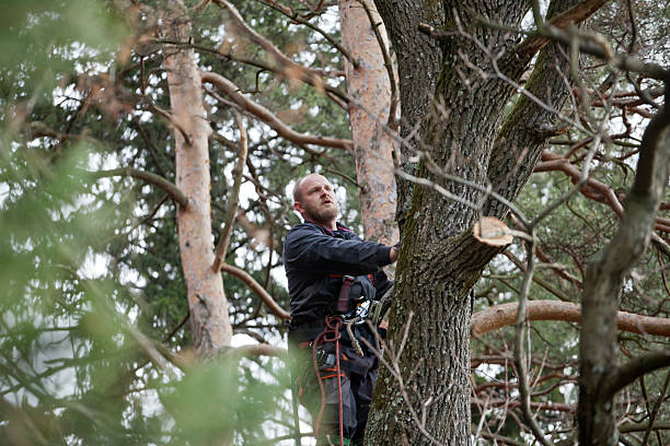 Best Fruit Tree Pruning  in Alma, GA